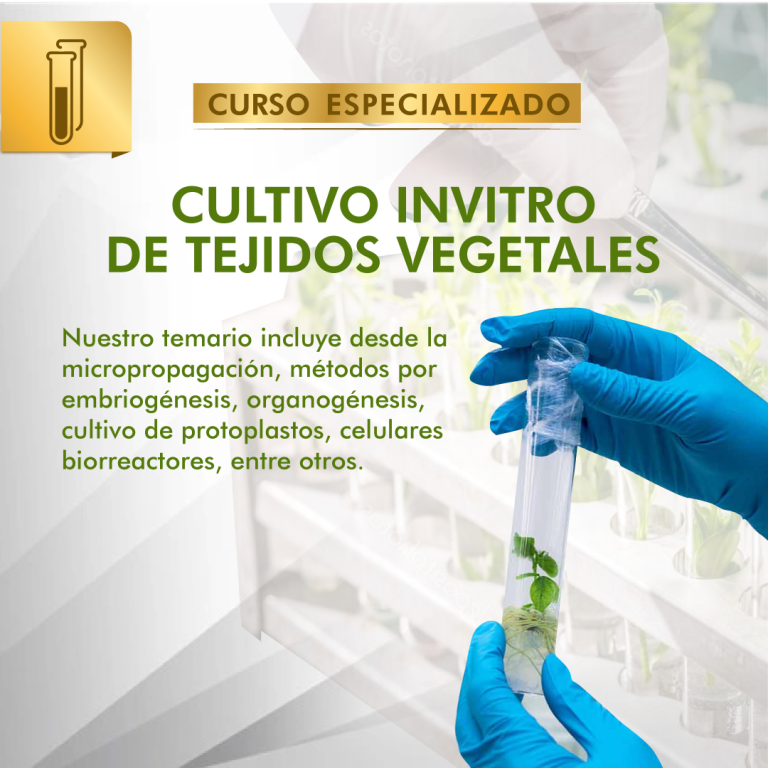 Cultivo In vitro de Tejidos Vegetales